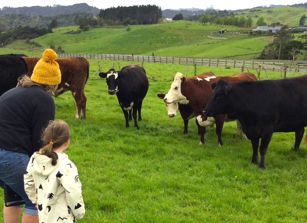 대부분 뉴질랜드 부모들이 보조금을 받지 못한다. 오클랜드유치원협회 