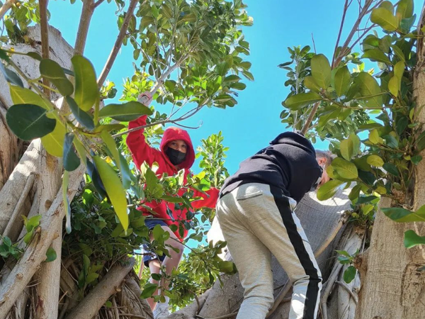 가까운 공원이나 숲을 방문해 산책하고 다양한 종류의 나무를 관찰한다. 그린스쿨 남아프리카 