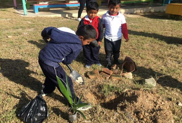 멕시코 시에라고르다 지역의 생물학적 다양성을 높이기 위해 캐노피 프로젝트가 진행됐다. 묘묙을 어디에 심어야 할지 지역주민을 대상으로 교육하는 것부터 시작했다. 지구의 날 