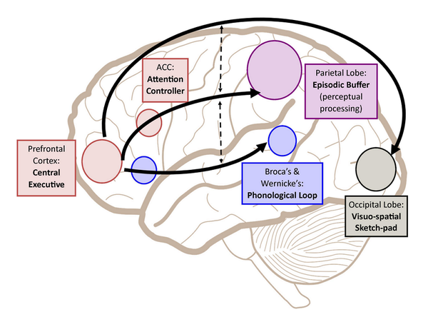 뇌는 비언어적 작업 기억에 기록되고 저장된 감각적 이미지인 지도를 참조해 새로운 작업을 시작한다.  프론티어 