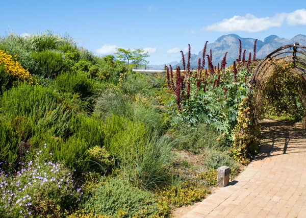 그린스쿨남아프리카공화국 