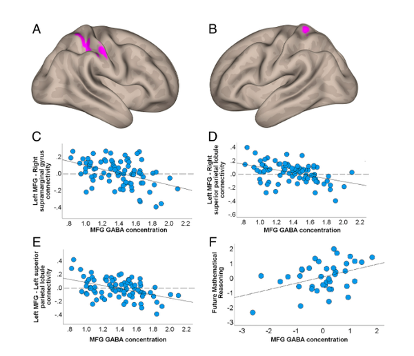 MFG GABA는 전두정엽의 기능적 연결성과 관련이 있으며 미래의 수학 수행 능력을 예측한다. 미국국립과학원회보 