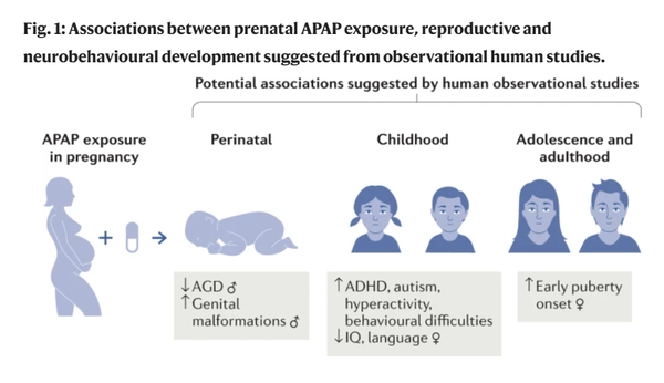관찰 연구에서 제안된 산전 아세트아미노펜 노출, 생식 및 신경 행동 발달 사이의 연관성.네이처리뷰 내분비학