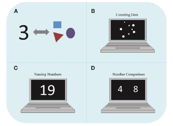 다양한 수 활동을 통해 아이들의 수에 대한 이해를 측정할 수 니다. 점 세기 과제에서는 컴퓨터 화면에 일련의 점이 표시되고 가능한 한 빨리 점의 총 수를 세도록 요청한다. 숫자 이름 짓기 과제에서는 화면에 숫자가 표시되고 가능한 한 빨리 숫자의 이름을 말해야 한다. 숫자 비교 과제는 위에 표시된 컴퓨터 화면에서 두 개의 버튼에 손가락을 올려놓고 더 큰 숫자가 화면 왼쪽에 있으면 왼쪽 버튼을, 더 큰 숫자가 화면 오른쪽에 있으면 오른쪽 버튼을 누르는 방식으로 진행된다.영마인드프론티어스
