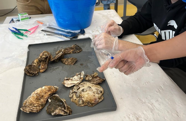 학생들이 직접 지역 굴 서식지를 개선하고, 직접 정수 시스템을 만들어나갔다. 하버스쿨 