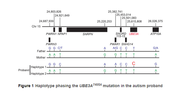 모계든 부계든 UBE3A 돌연변이의 원인은 행동 결과에 영향을 미칠 수 있었다. 셀리포트 