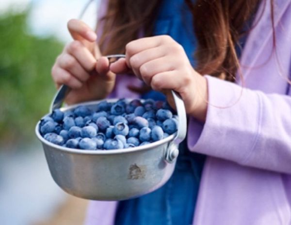 연방 정부는 무료 급식 프로그램에 개입했고, 캘리포니아는 영구적인 자금 지원으로 이러한 노력을 계속하고 있다. 팜투스쿨